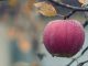 Apple Water Droplets Fruit Moist Dew Dewdrops