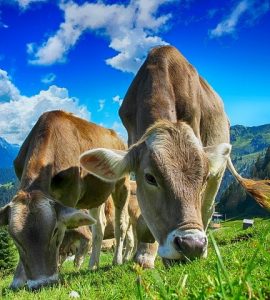 Cows Cattle Farm Rural Agriculture Livestock